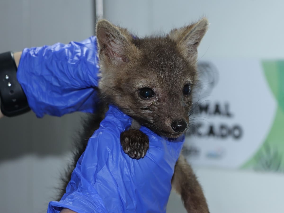 Confunden una cría de zorro con un cachorro y logran su rescate en Algeciras