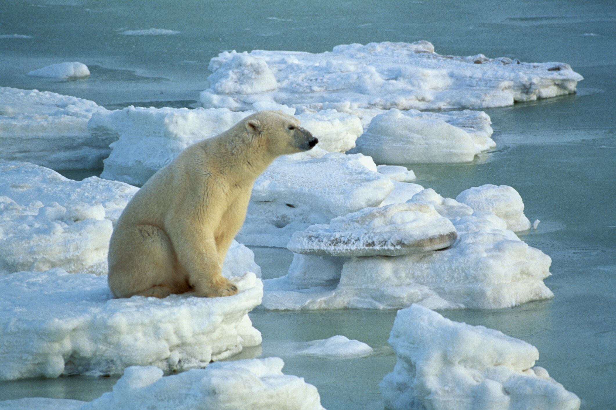 Oso polar / Getty Images