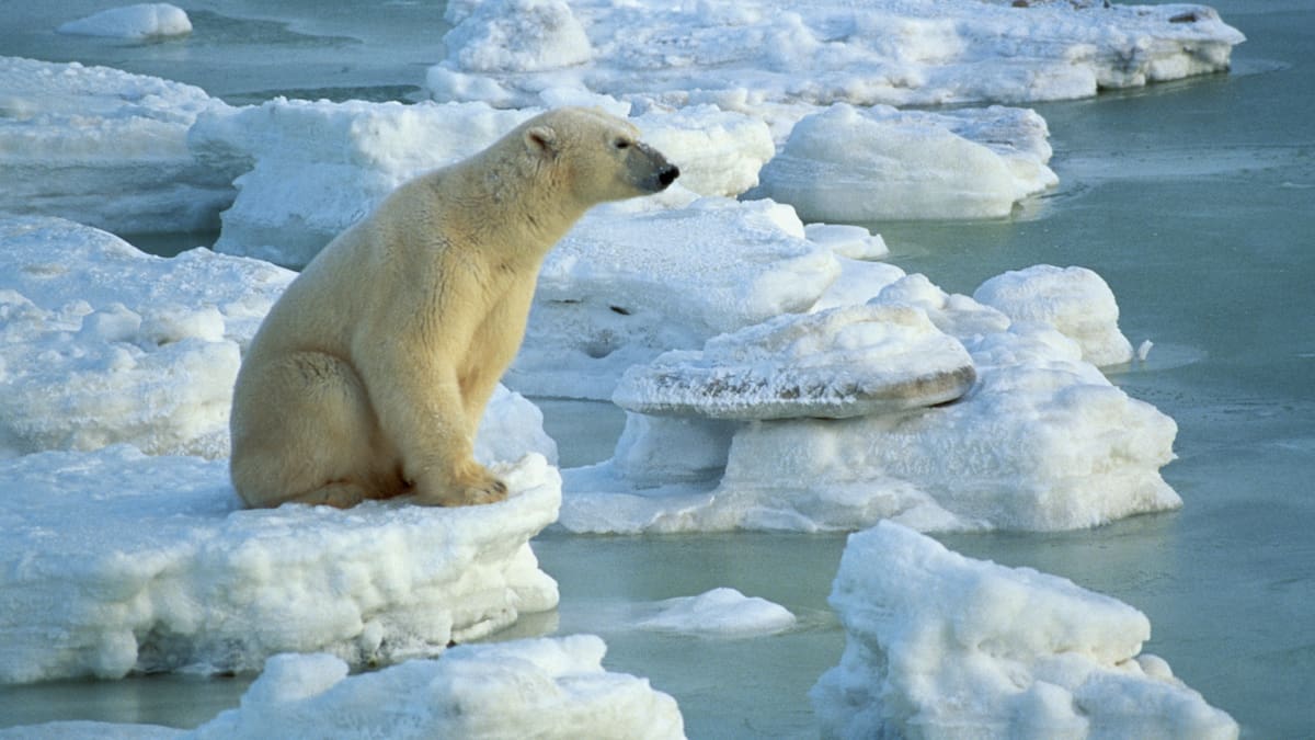 Registran en Alaska el primer caso de un oso polar muerto por la gripe aviar
