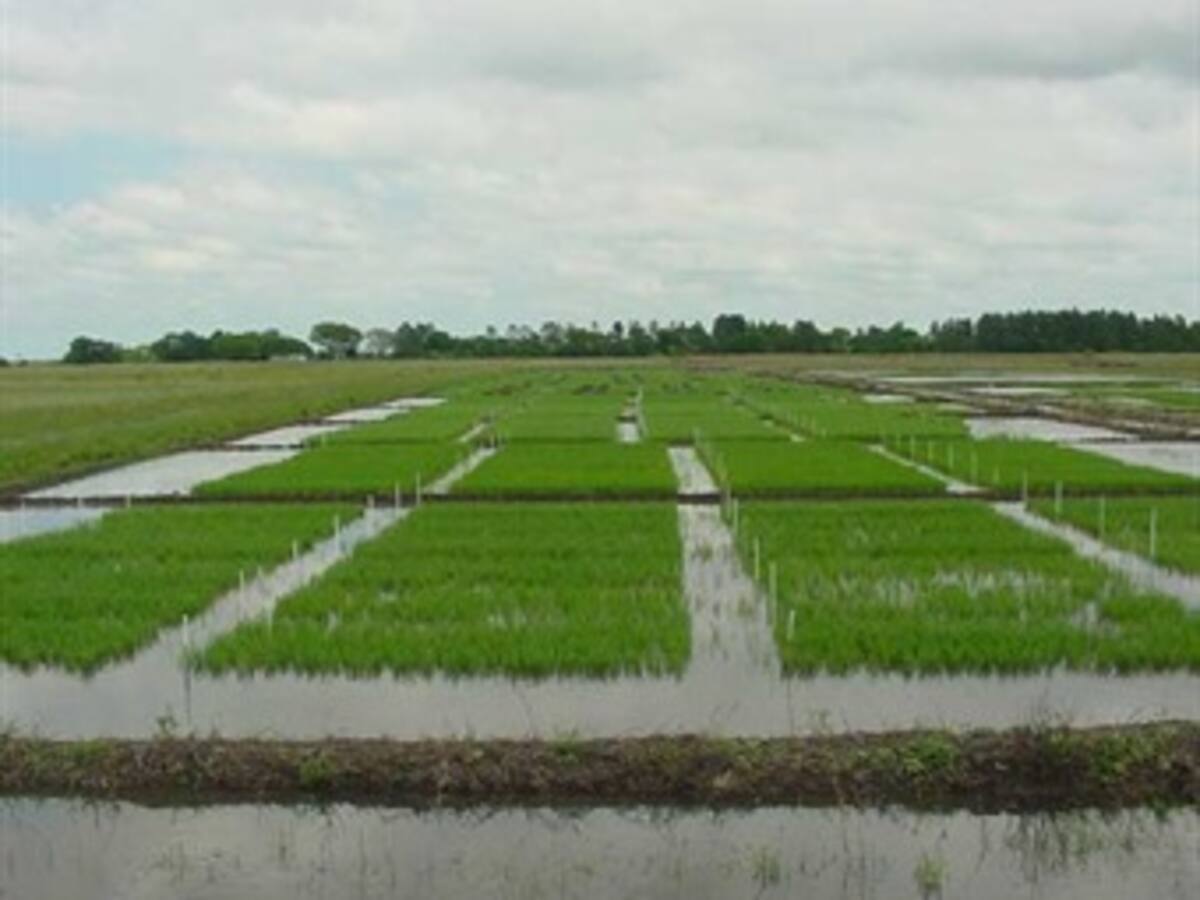 Colombia importará 40 mil toneladas de arroz