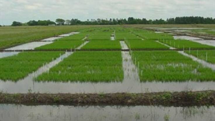Colombia importará 40 mil toneladas de arroz