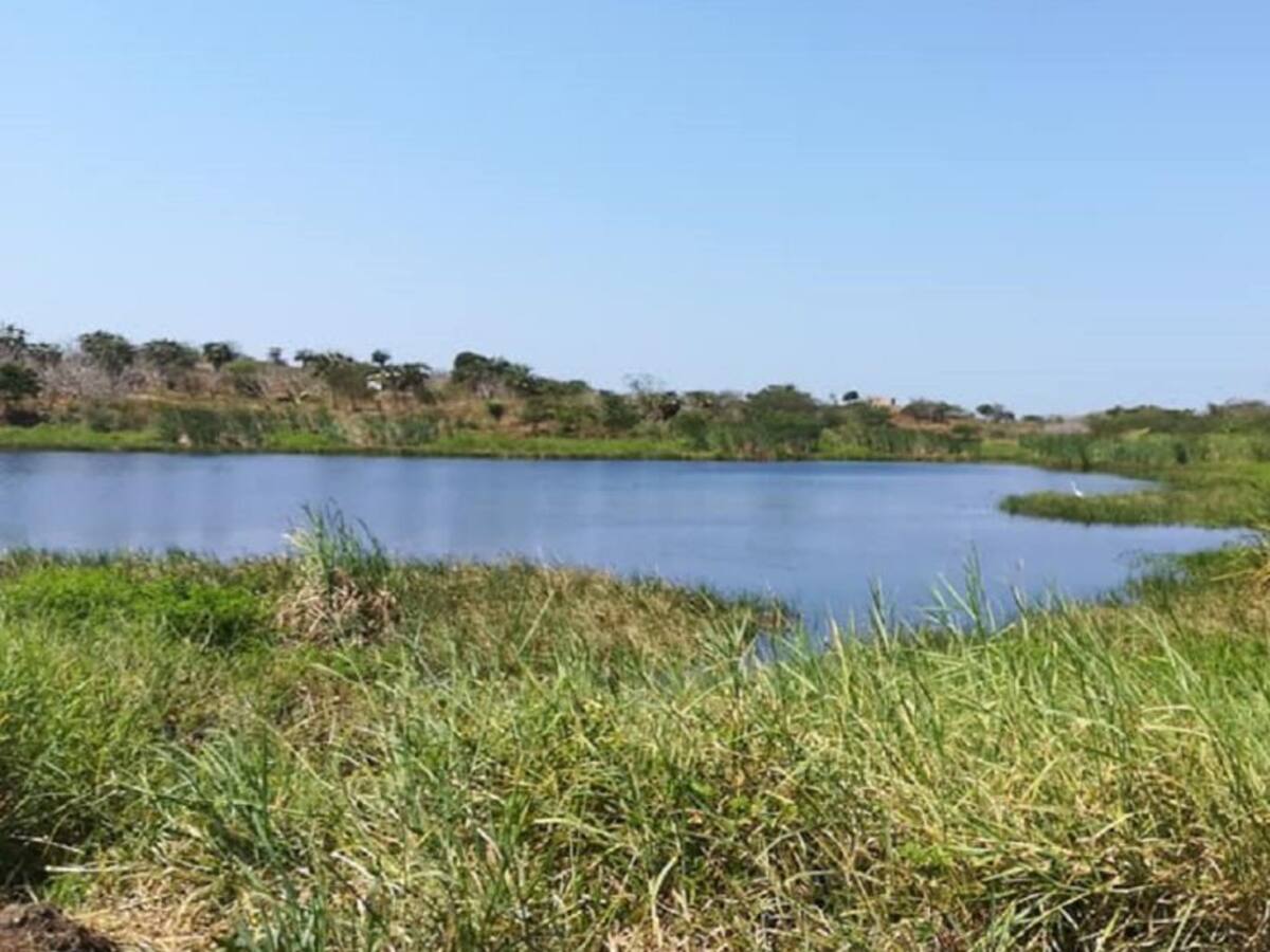 Realizarán ‘Siembratón’ de árboles en Bayunca, norte de Cartagena