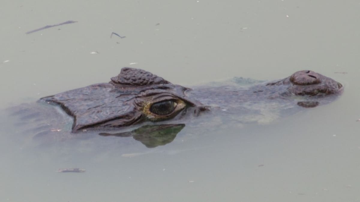Indignación en Neiva por ataque a caimán con piedras y palos en la Laguna del Curíbano