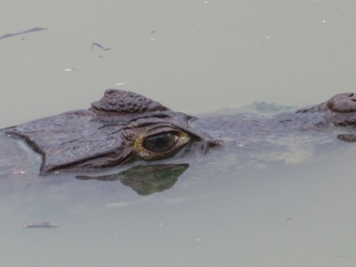 Indignación en Neiva por ataque a caimán con piedras y palos en la Laguna del Curíbano