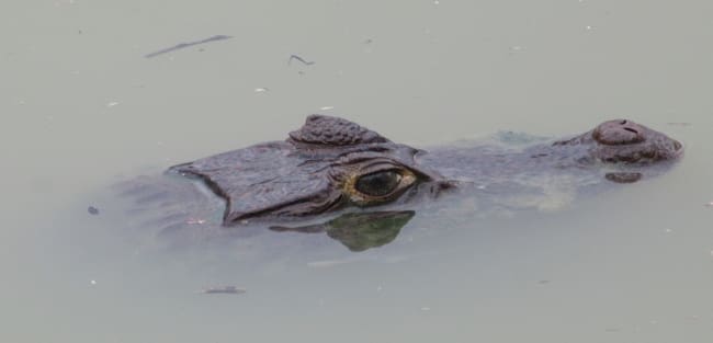 Aún existen en la laguna diferentes especies, entre ellas tortugas, iguanas. Foto Huila Magnifica.