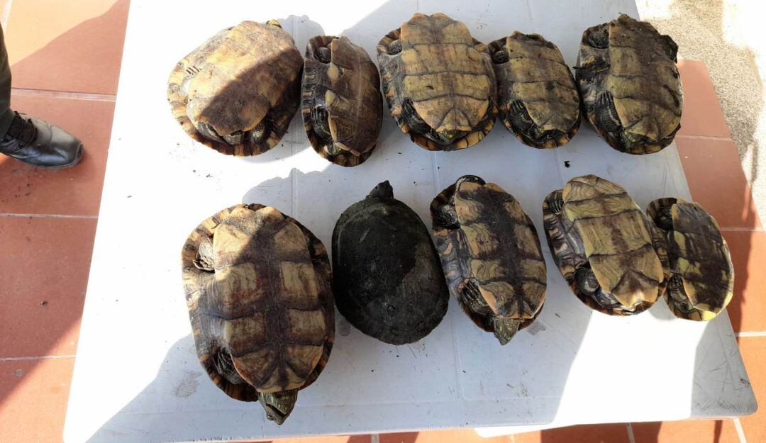 Cualquiera que sea sorprendido deberá responder por el delito de aprovechamiento de los recursos naturales renovables