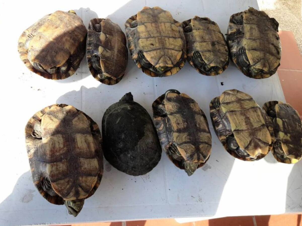 Con 10 hicoteas para Semana Santa pillaron a hombre en Magangué