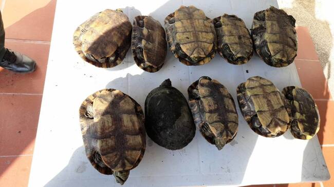 Cualquiera que sea sorprendido deberá responder por el delito de aprovechamiento de los recursos naturales renovables