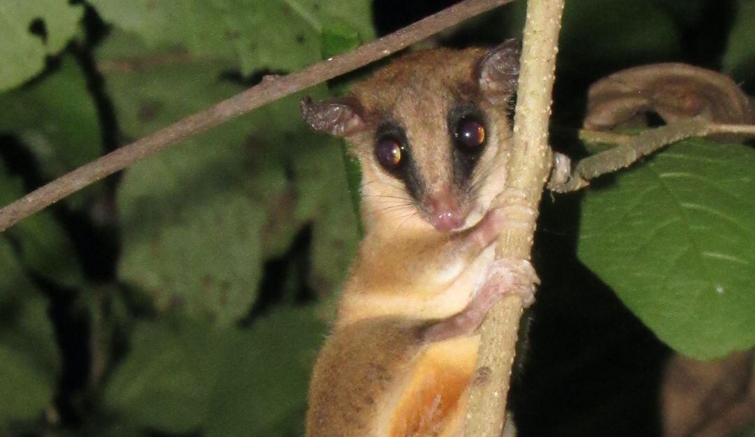 Monitoreo de fauna silvestre en la Ciénaga Grande de Santa Marta
