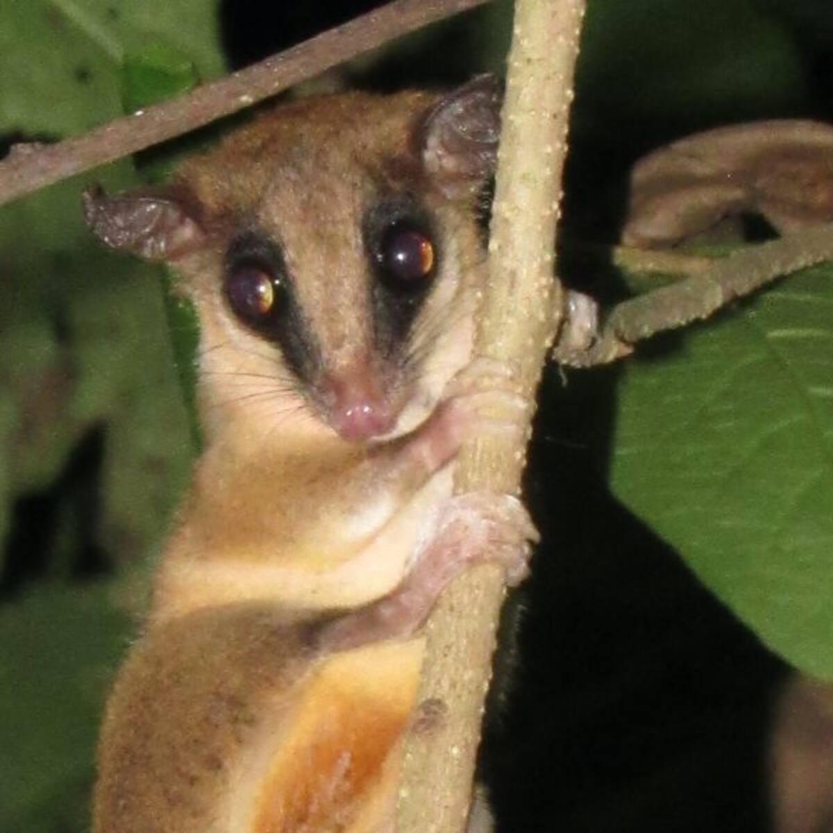 Realizan monitoreo de fauna silvestre en la Ciénaga Grande de Santa Marta