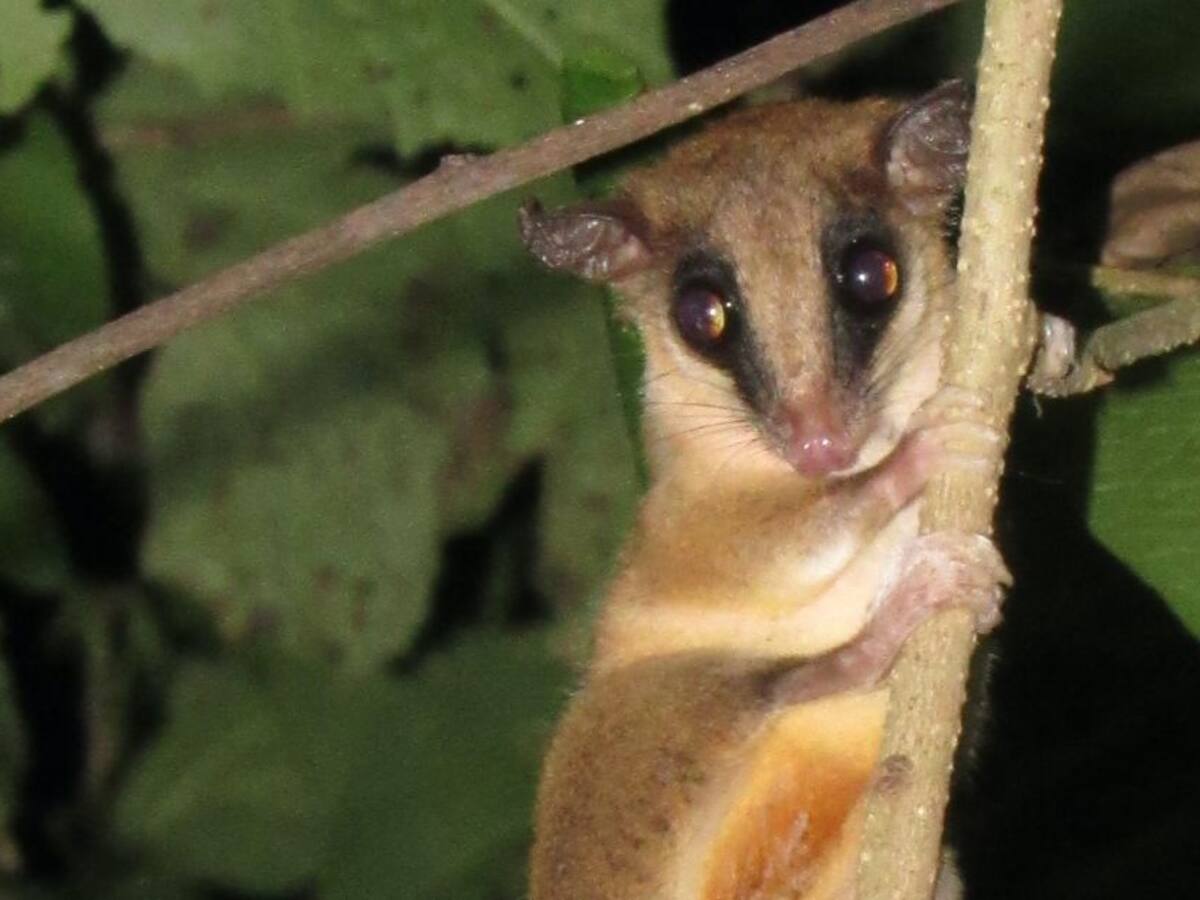 Realizan monitoreo de fauna silvestre en la Ciénaga Grande de Santa Marta