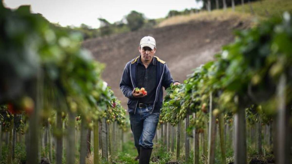 Créditos agropecuarios para los campesinos tendrán una tasa de interés del 4%
