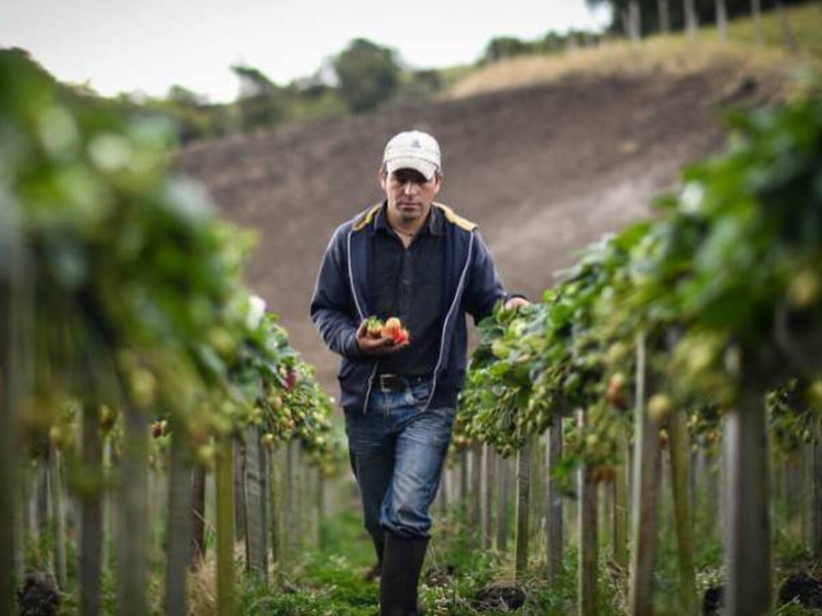 Créditos agropecuarios para los campesinos tendrán una tasa de interés del 4%