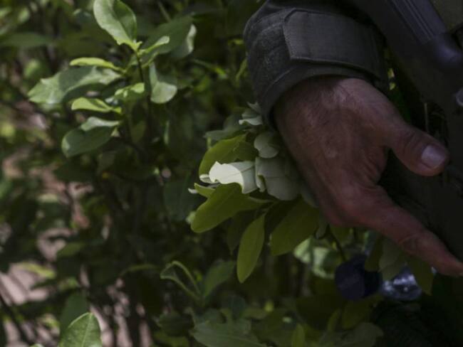 ELN foto de referencia