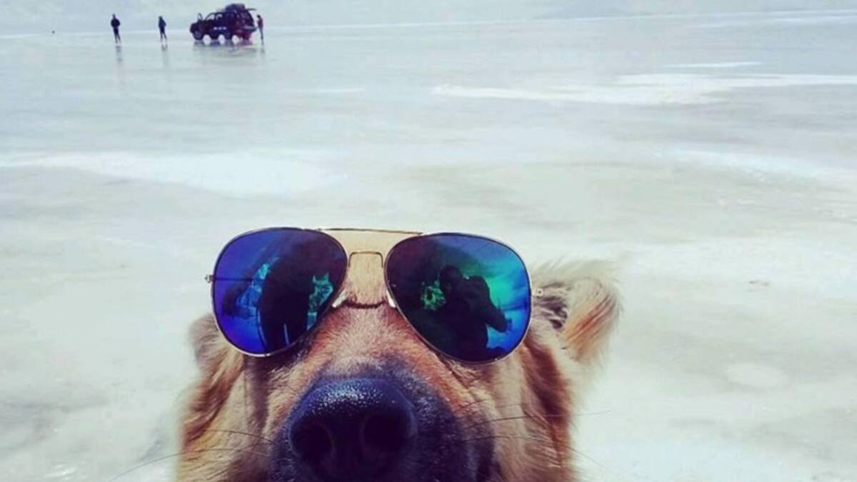 Un viajero de cuatro patas