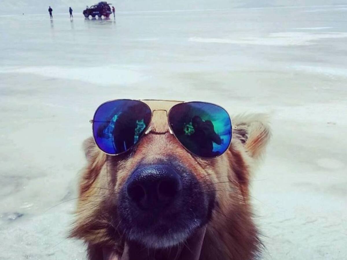 Un viajero de cuatro patas