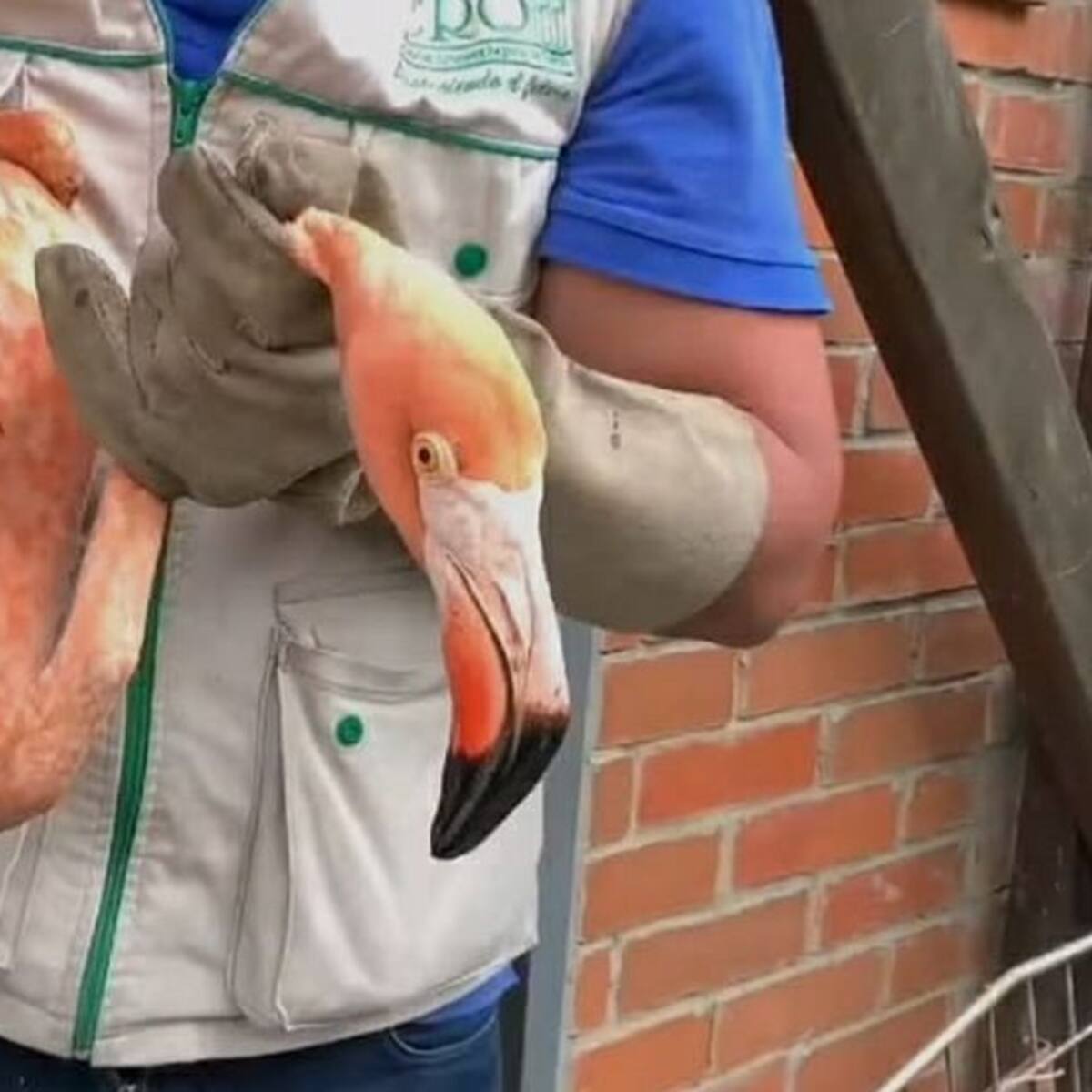 Hallaron cinco ejemplares de fauna silvestre en bodega de bus en La Línea
