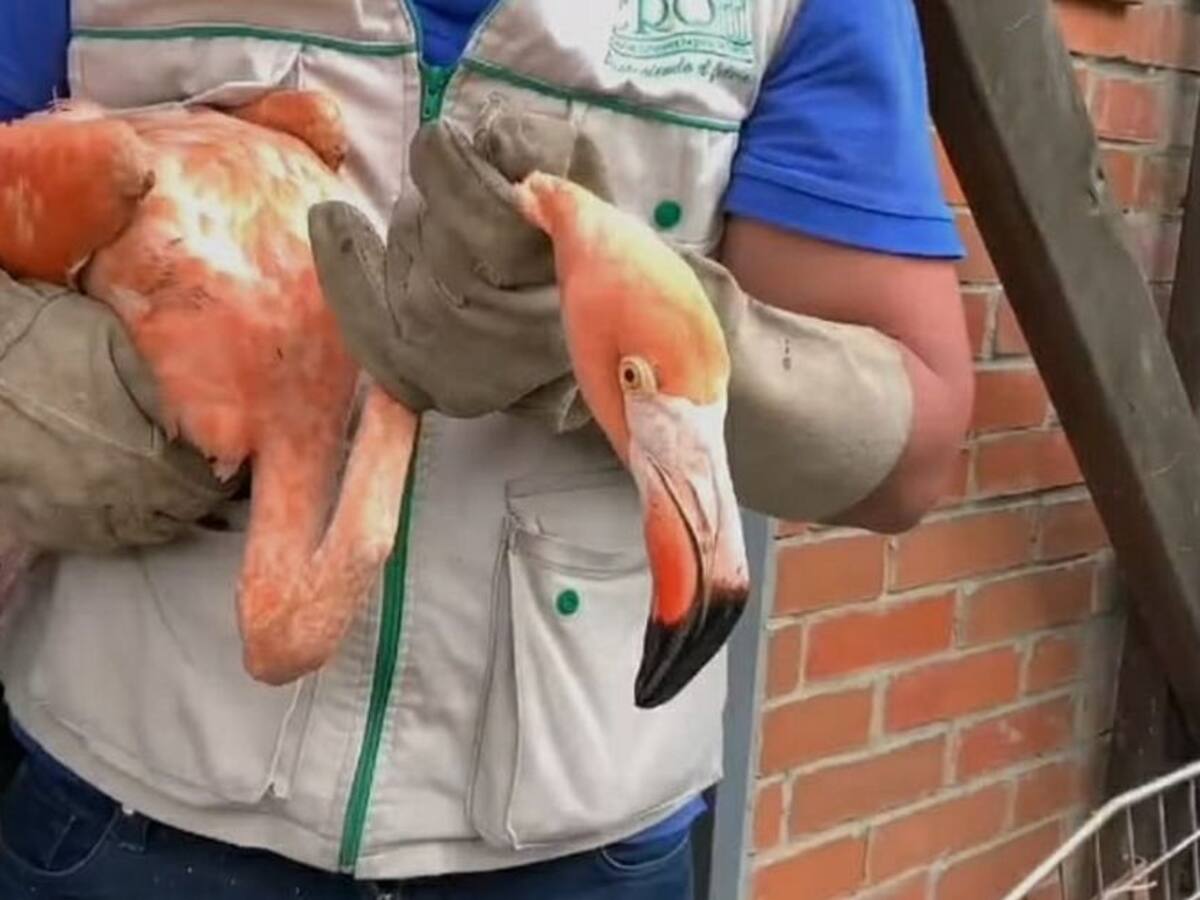 Hallaron cinco ejemplares de fauna silvestre en bodega de bus en La Línea