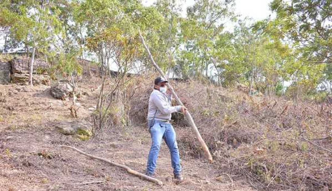Se encontró guadua para establecer o elaborar una especie de techo o cambuche.