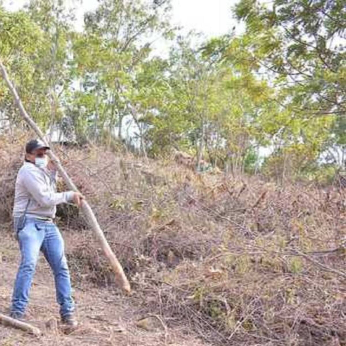 Devastación ambiental en predios invadidos en Bellavista