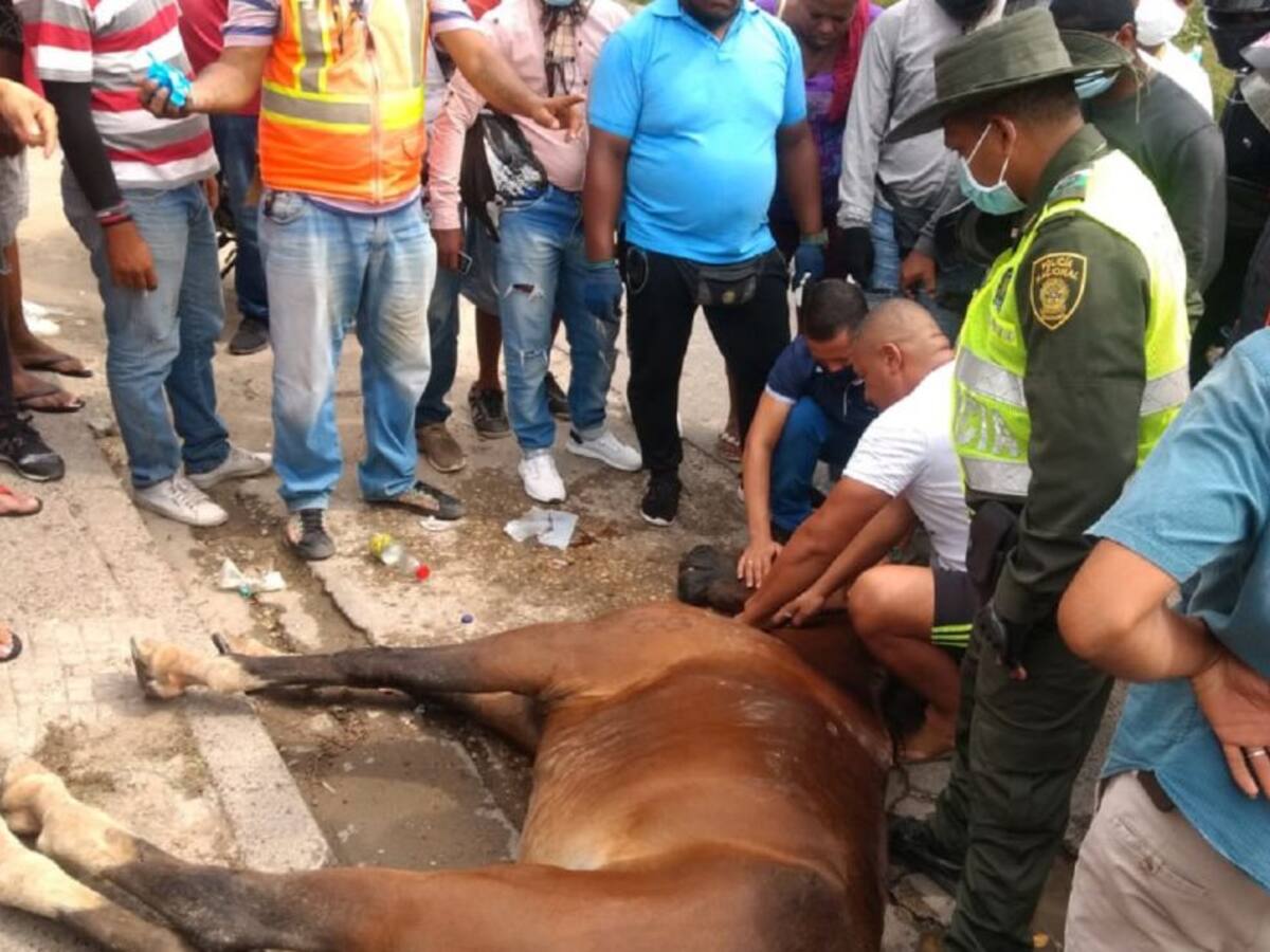 Un capturado tras muerte de caballo en vía de Cartagena