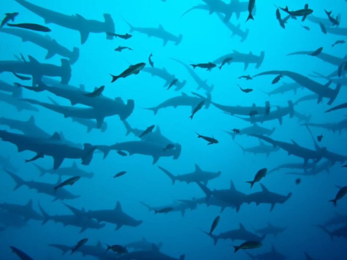 La Conferencia Mundial de Vida Silvestre amplía protección a más de 500 especies