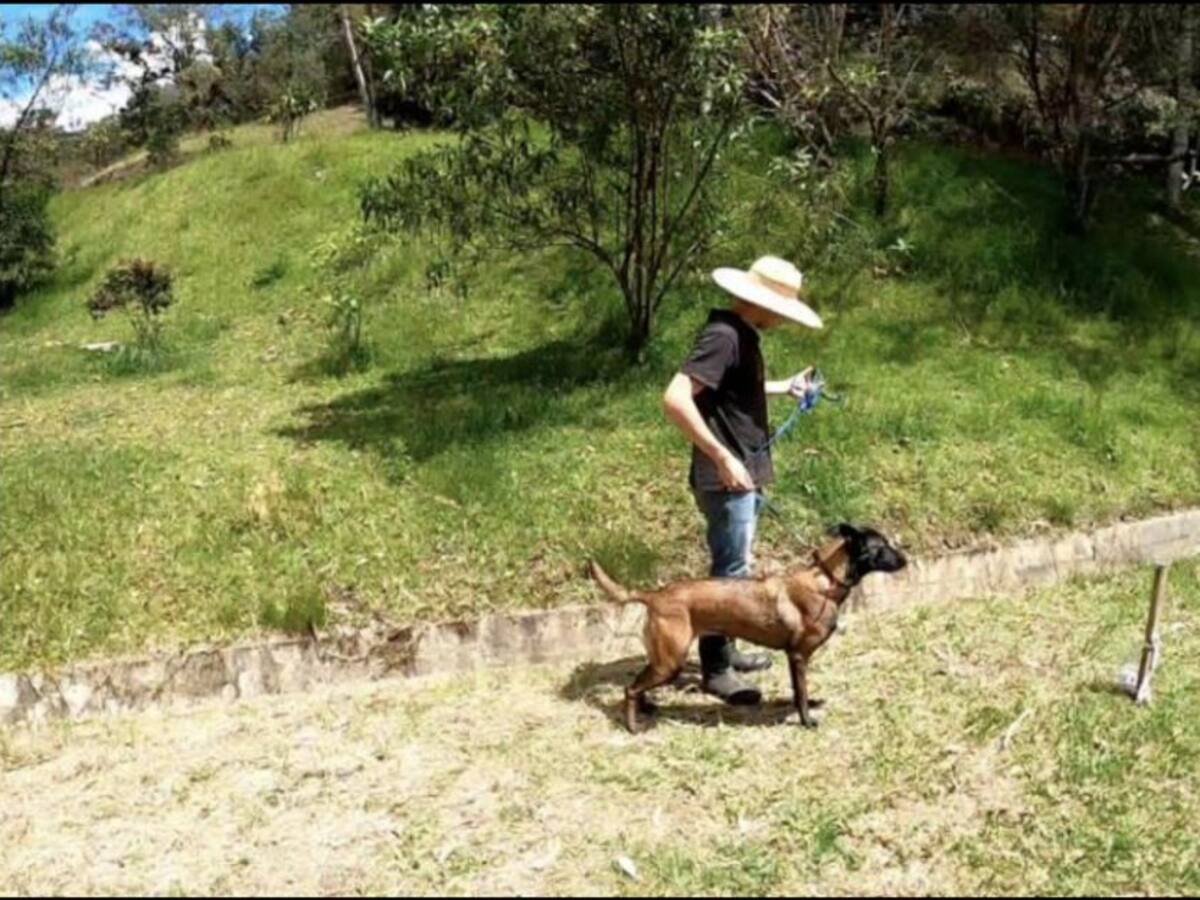 En Antioquia entrenan perros que detectan el COVID-19