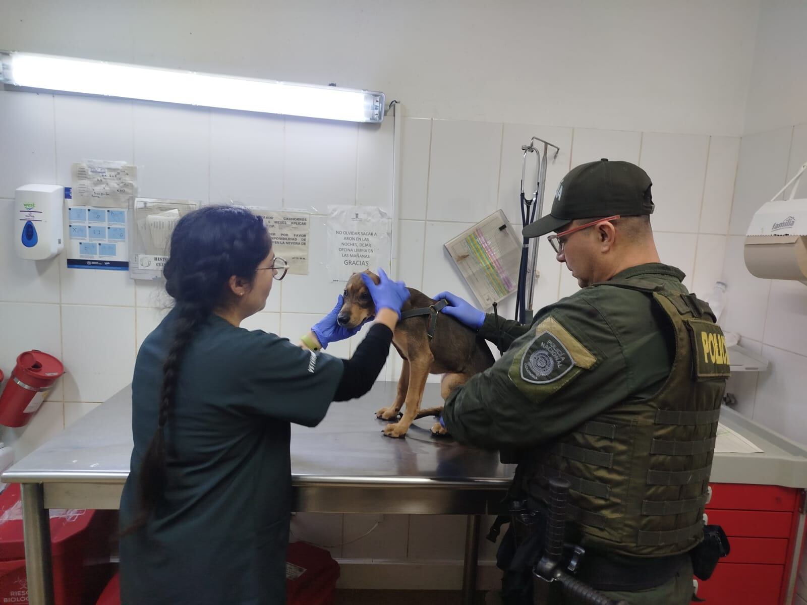 El cachorro Jack fue resctado por la polciia ante posibles malos tratos en Medellín- foto: policia Metropolitana