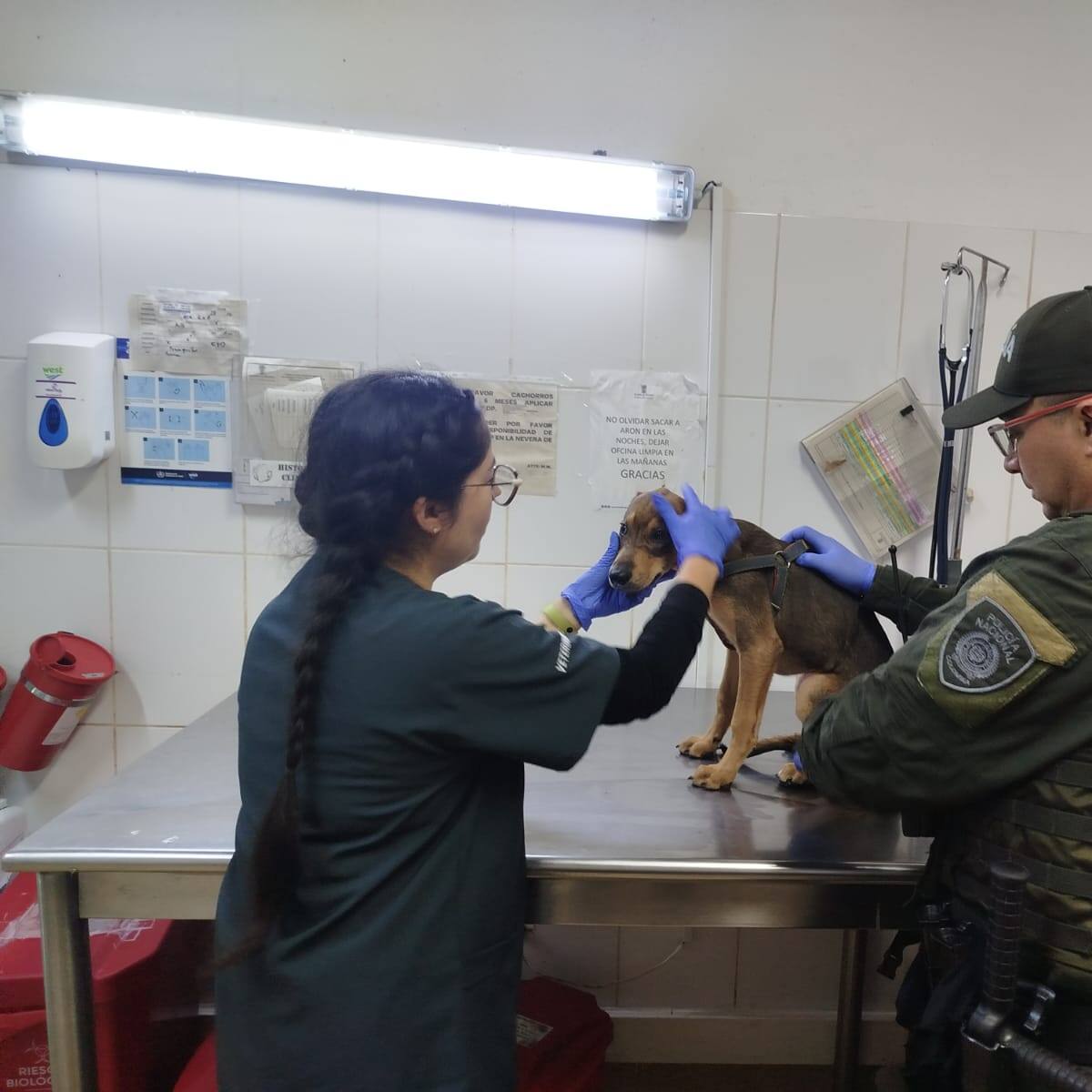 Un cachorro de nombre Jack habría sido sometido a malos tratos en Medellín y la policía lo rescató