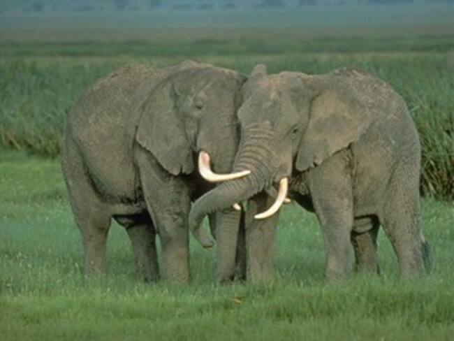 Aprueban plan para frenar el comercio ilegal de colmillos de elefante