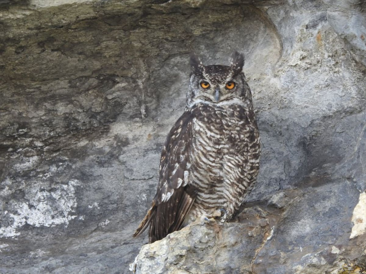 En las cuevas del páramo del Almorzadero habita el búho más grande de Colombia: Bubo virginianus, más conocido como el búho real, ave que alcanza a medir hasta 60 centímetros de alto.