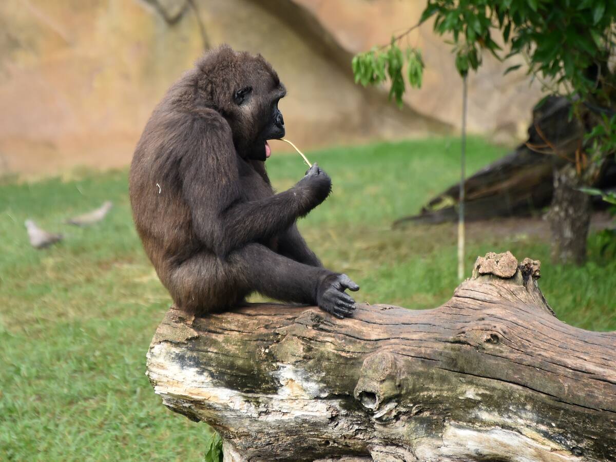 VIDEO: Emotivo gesto de chimpancé que ve el cielo tras estar 29 años enjaulada