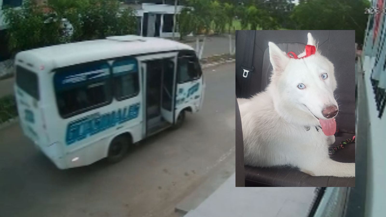 Denuncian muerte de una mascota tras ser atropellada por buseta en Cúcuta. / Foto: Cortesía.