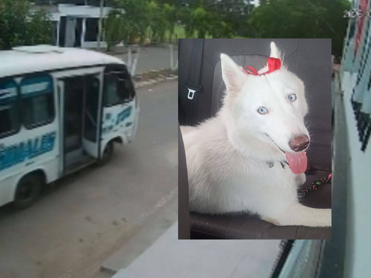 Denuncian muerte de una mascota tras ser atropellada por buseta en Cúcuta