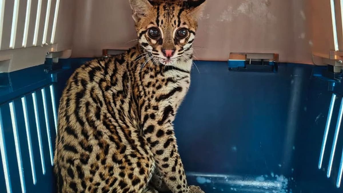 Rescatan en Sabaneta a un ocelote bebé que habría permanecido en cautiverio