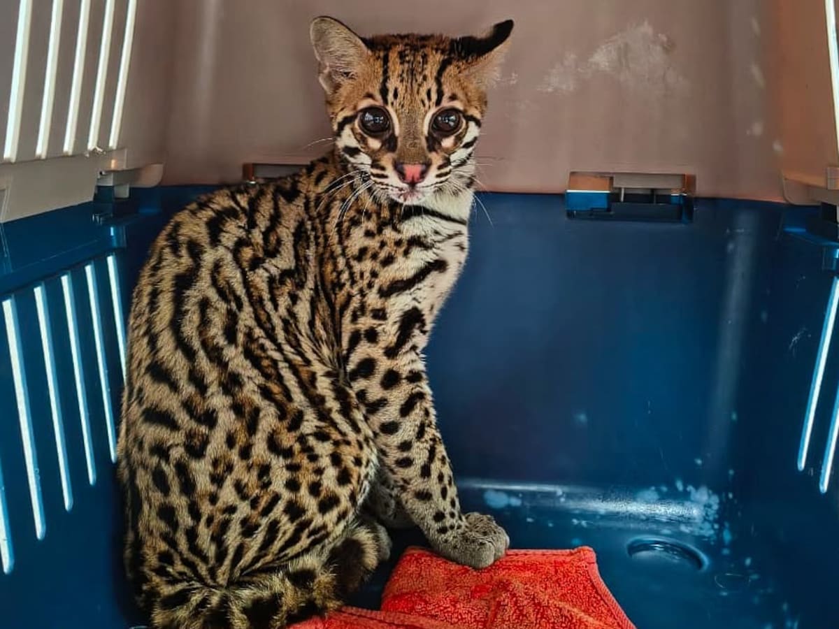Rescatan en Sabaneta a un ocelote bebé que habría permanecido en cautiverio