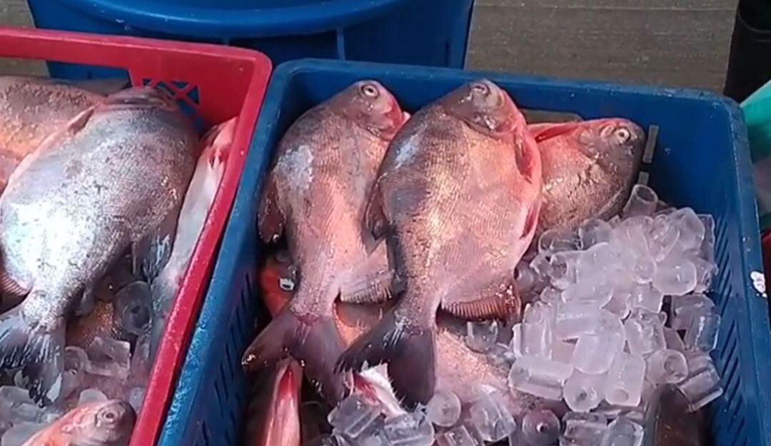 Pescado en la plaza de la 28 de Ibagué 
