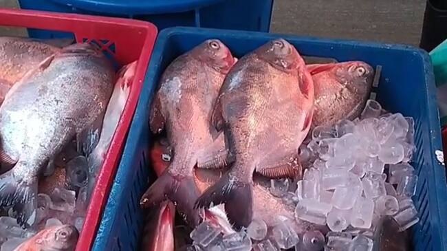 Pescado en la plaza de la 28 de Ibagué