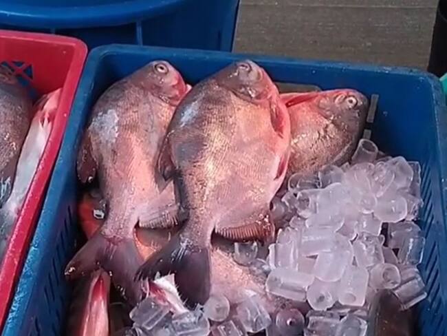 Pescado en la plaza de la 28 de Ibagué