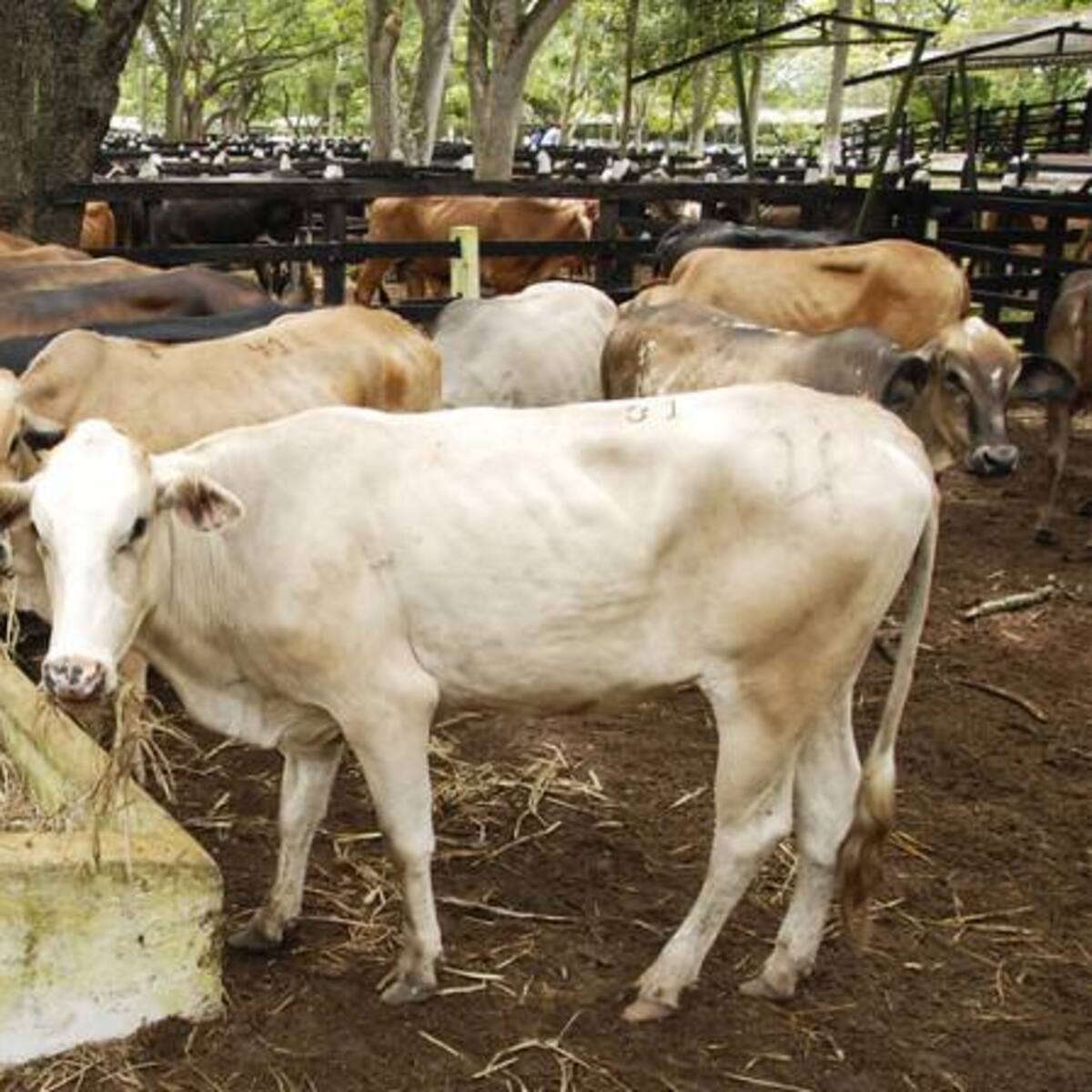 Cierre de 15 plantas de beneficio animal en Boyacá, amenaza con traer desabastecimiento