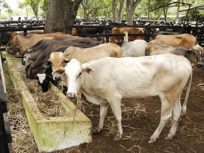 Cierre de 15 plantas de beneficio animal en Boyacá, amenaza con traer desabastecimiento