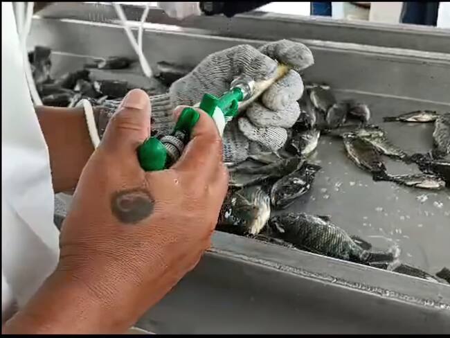 Cultivos de tilapia nilótica y roja en Colombia.
