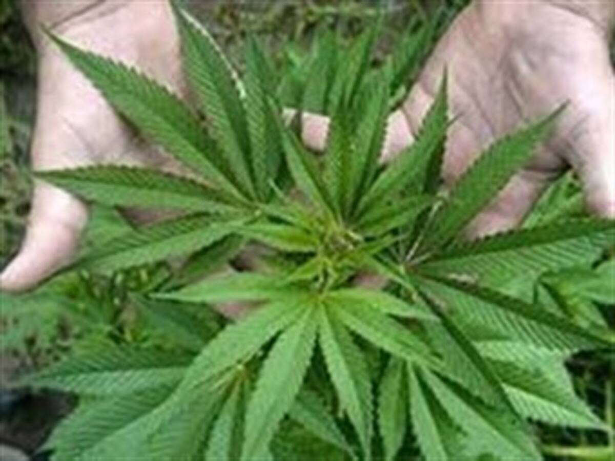 Incautada ambulancia con cargamento de marihuana en Valle