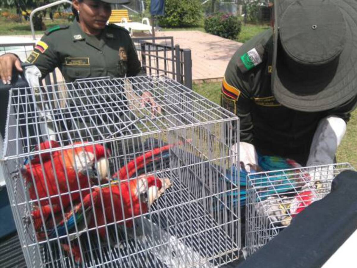 Incautan fauna silvestre avaluada en más de 34 millones de pesos