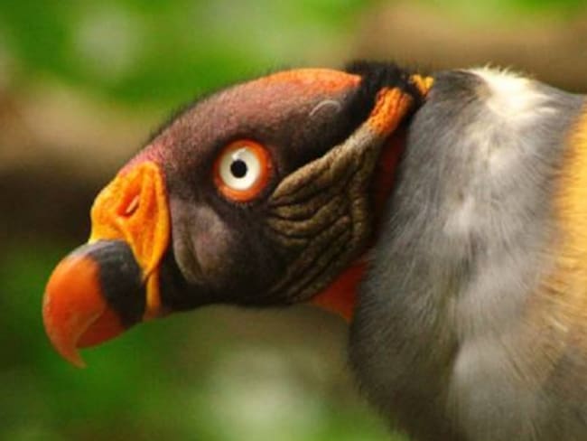 Zoológico Santa Fe de Medellín logra nacimiento de un rey gallinazo