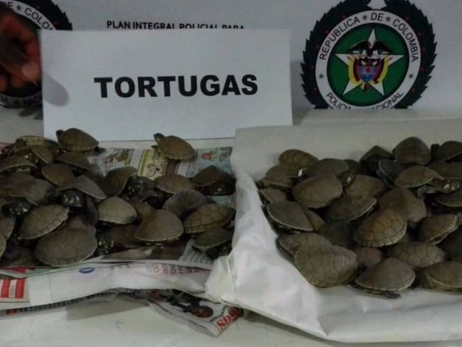 Recuperan 115 tortugas y una serpiente que serían traficadas en Antioquia