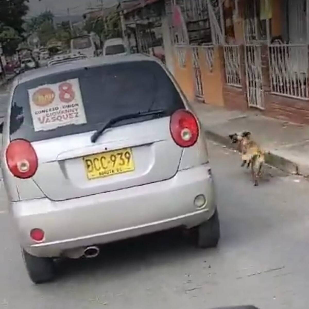 Video: indignación por presunto caso de abandono animal en un municipio de Santander