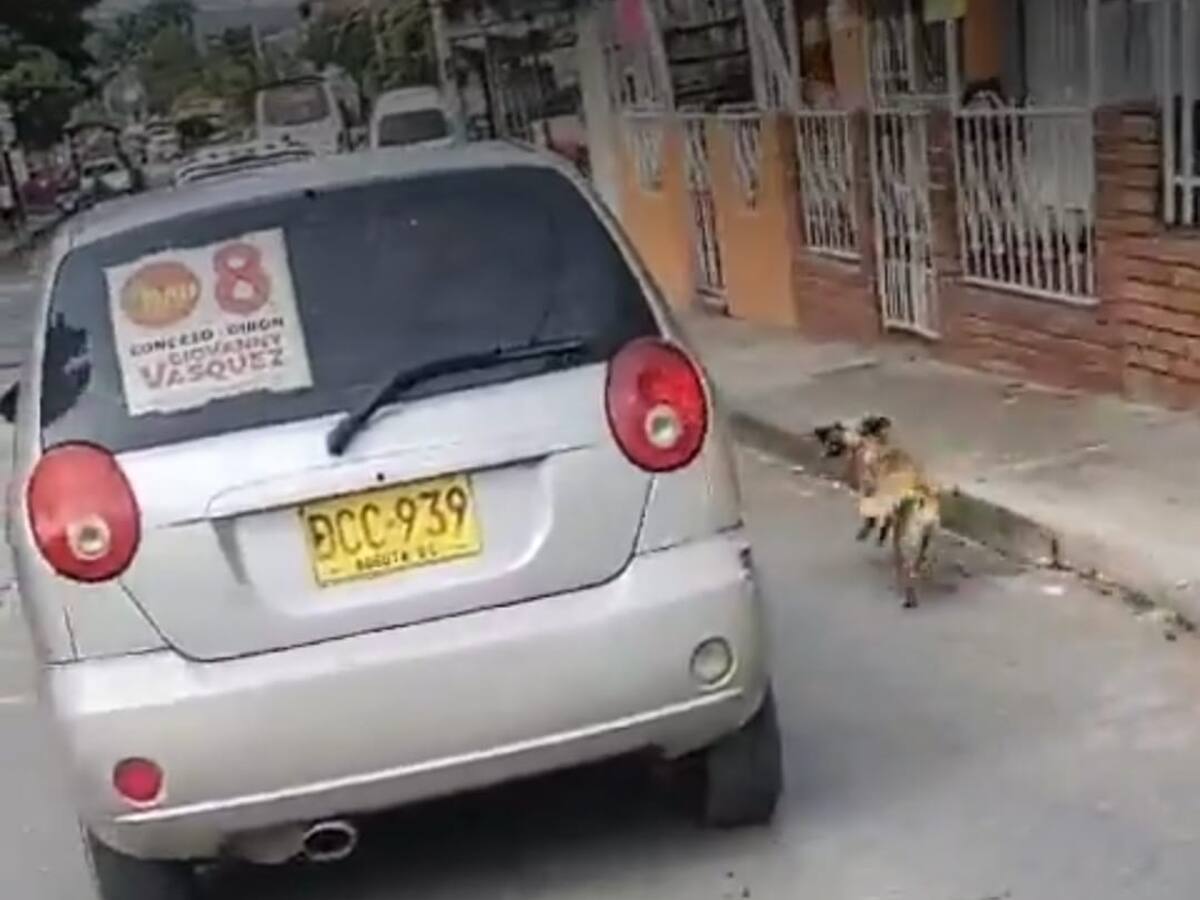 Video: indignación por presunto caso de abandono animal en un municipio de Santander