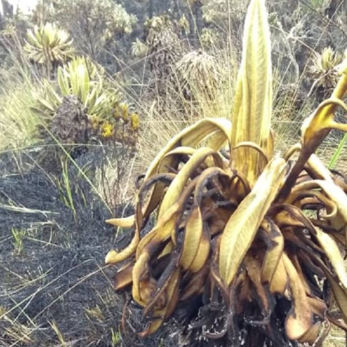 Tragedia por 65 hectáreas de bosque y frailejones calcinados en Boyacá