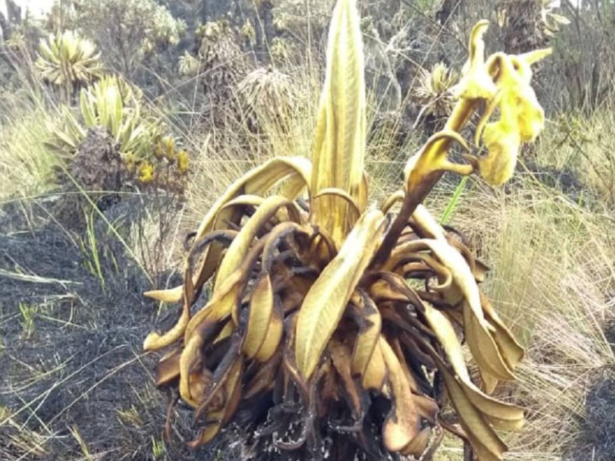 Tragedia por 65 hectáreas de bosque y frailejones calcinados en Boyacá